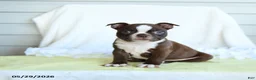 Boston Terrier dogs for sale: Norman - Ad 1