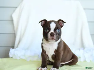 Boston Terrier dogs for sale: Norman - Ad 2