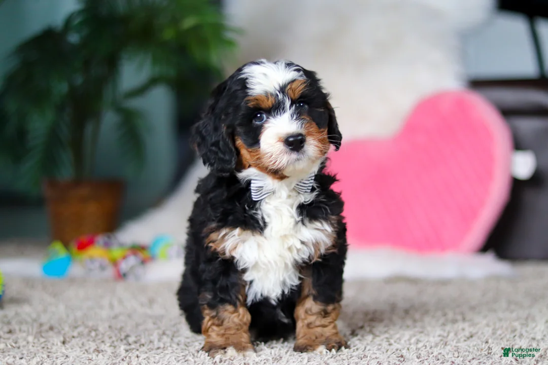 Mini Bernedoodle dogs for sale: Onyx - Ad 5