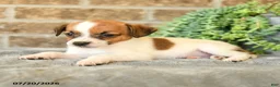 Jack Russell Terrier dogs for sale: Georgie - Ad 3
