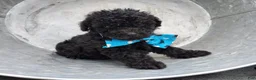Toy Poodle dogs for sale: Blackie - Ad 4