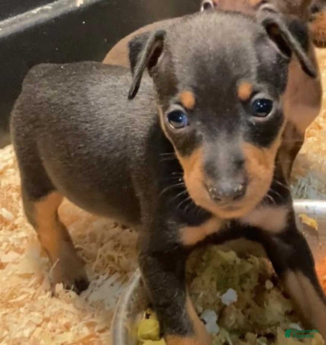 Miniature Pinscher litter of puppies for sale in Los Angeles