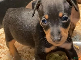 Miniature Pinscher dogs - Ad 21