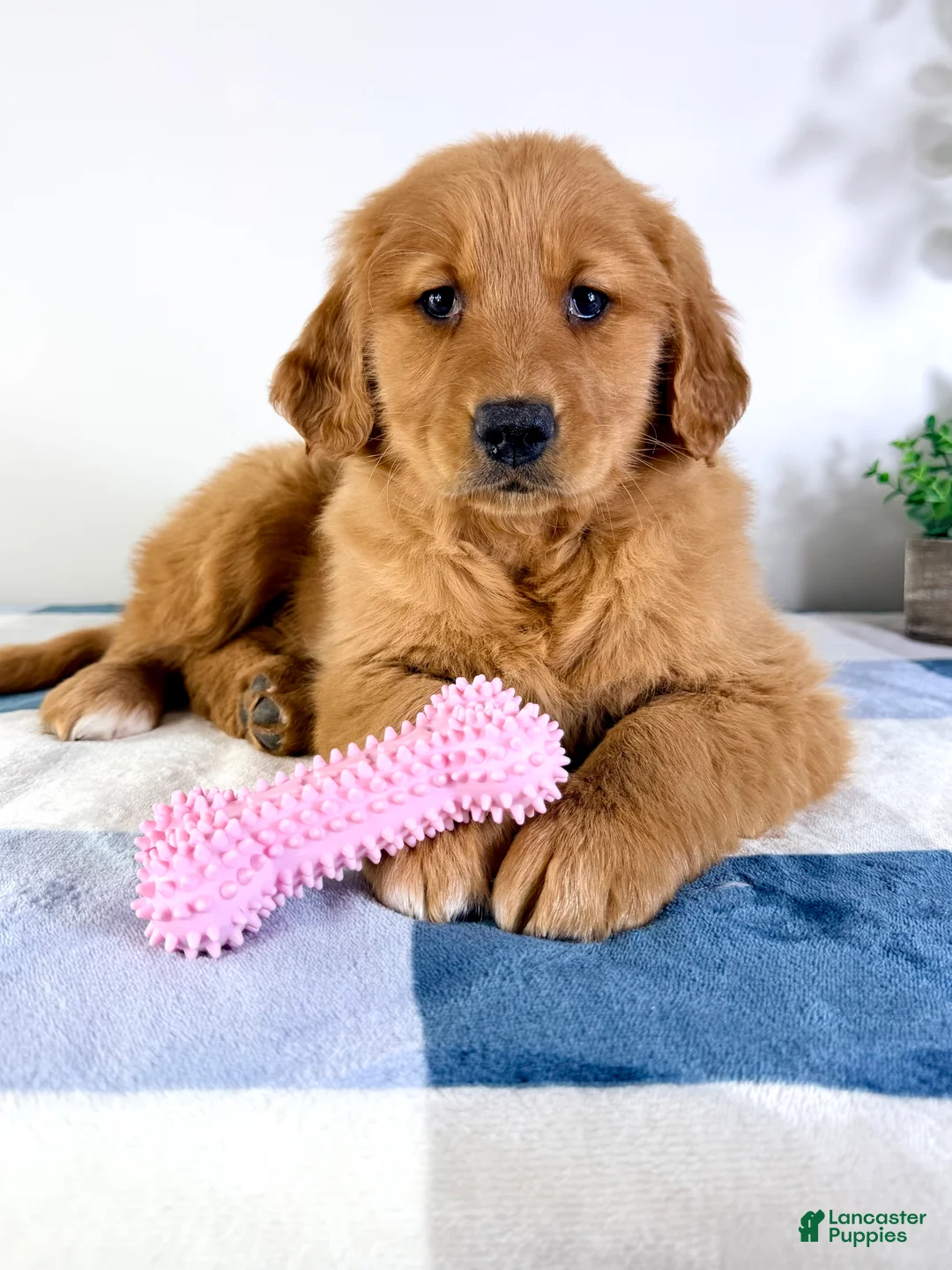 Golden Retriever dogs for sale: Ruby - Ad 2