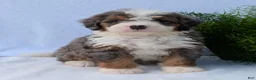 Mini Bernedoodle dogs for sale: Mini Banks  - Ad 20