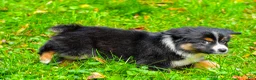 Miniature Australian Shepherd dogs for sale: Joy - Ad 6