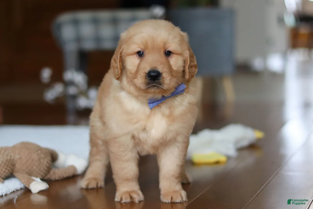 Golden Retriever dogs for sale: Lucas - Ad 2
