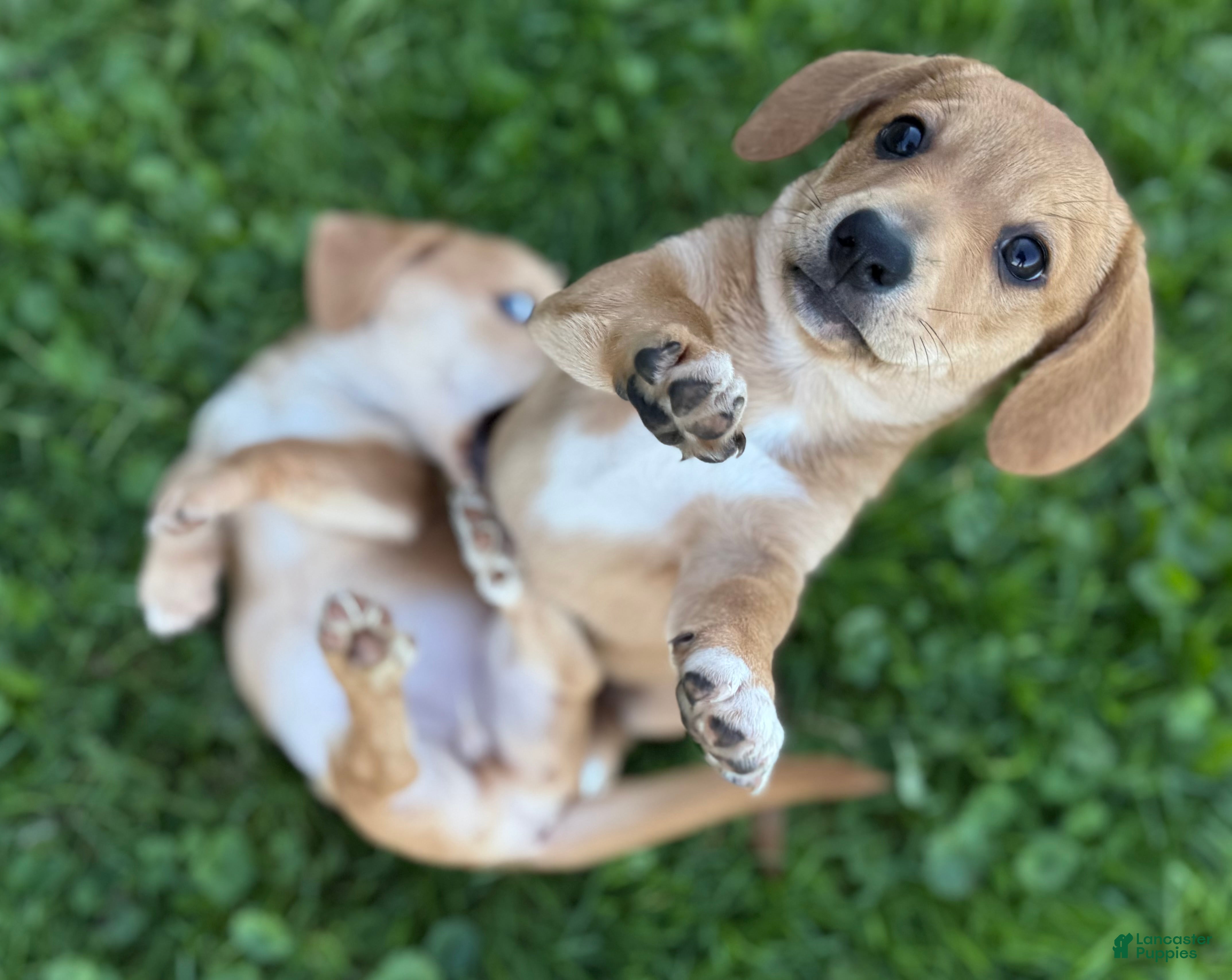 Mixed Breed dogs Classic Dorgi Female - Corgi & Dachshund Mix - Ad 38