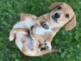 Mixed Breed dogs Classic Dorgi Female - Corgi & Dachshund Mix - Ad 38