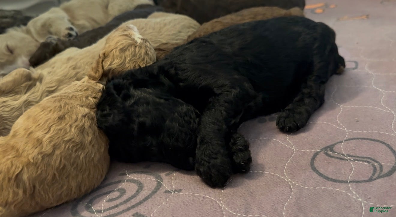 Standard Poodle dogs Standard Poodle Puppy 5 - Ad 36