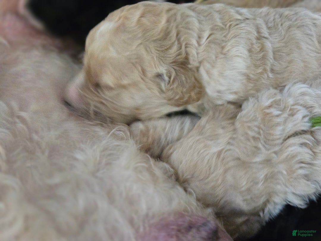 Mixed Breed dogs for sale: Ainsley  - Ad 10