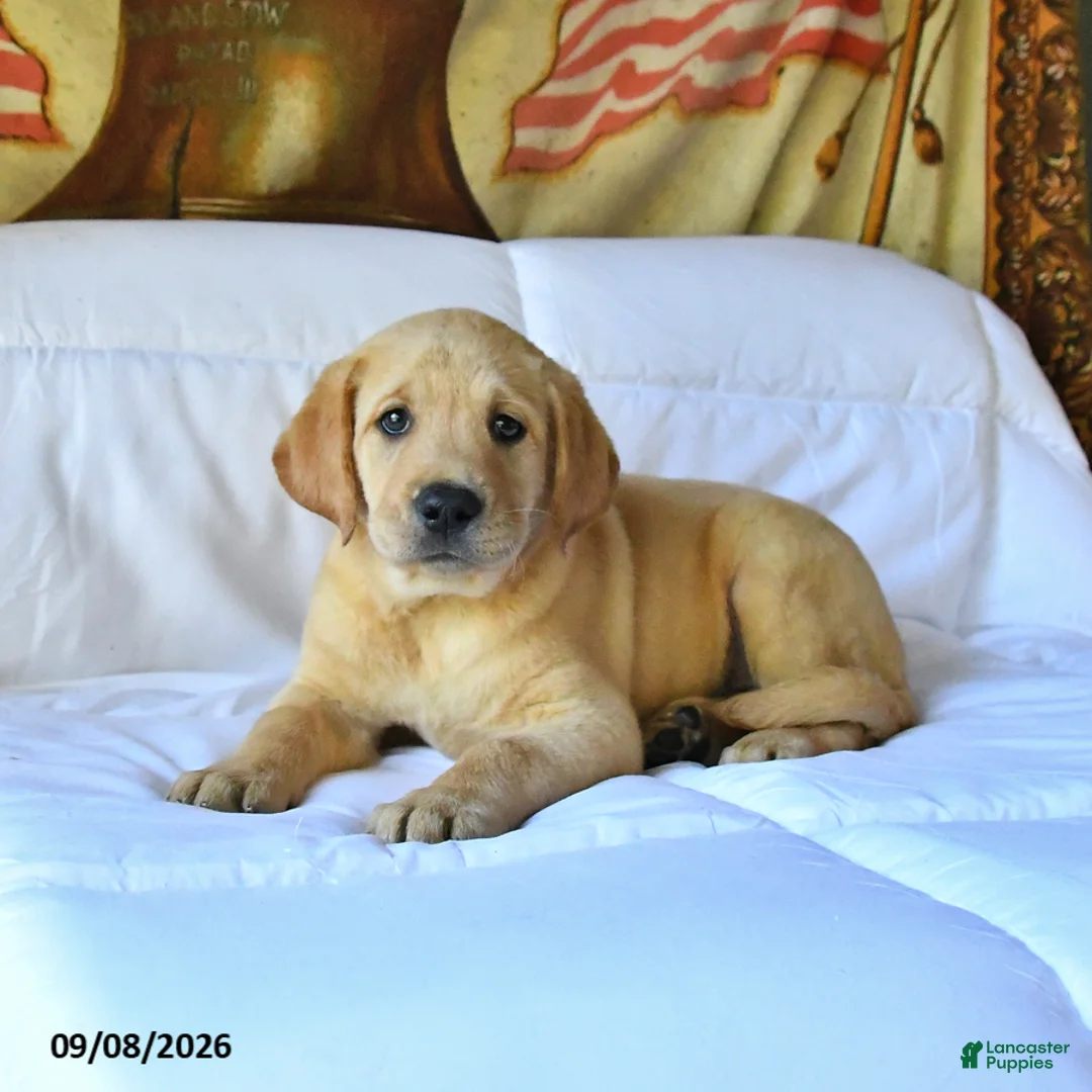Labrador Retriever dogs for sale: Rusty - Ad 1