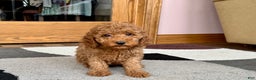 Cockapoo dogs for sale: Waylon - Ad 3