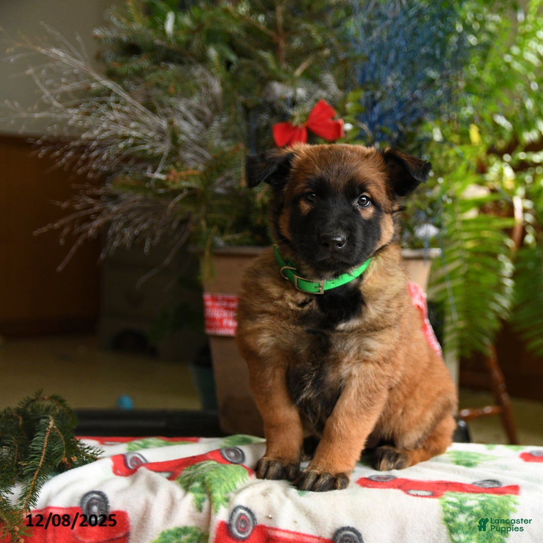 Belgian Malinois dogs for sale: Kiwi - Ad 1