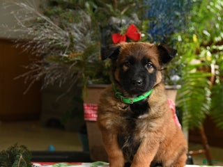 Belgian Malinois dogs Kiwi - Ad 12