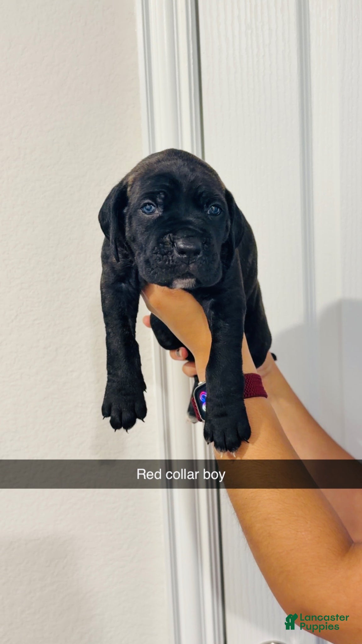 Cane Corso dogs Cane Corso Puppy 7 - Ad 24