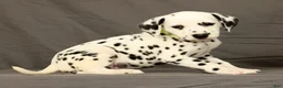Dalmatian dogs for sale: Connie - Ad 4