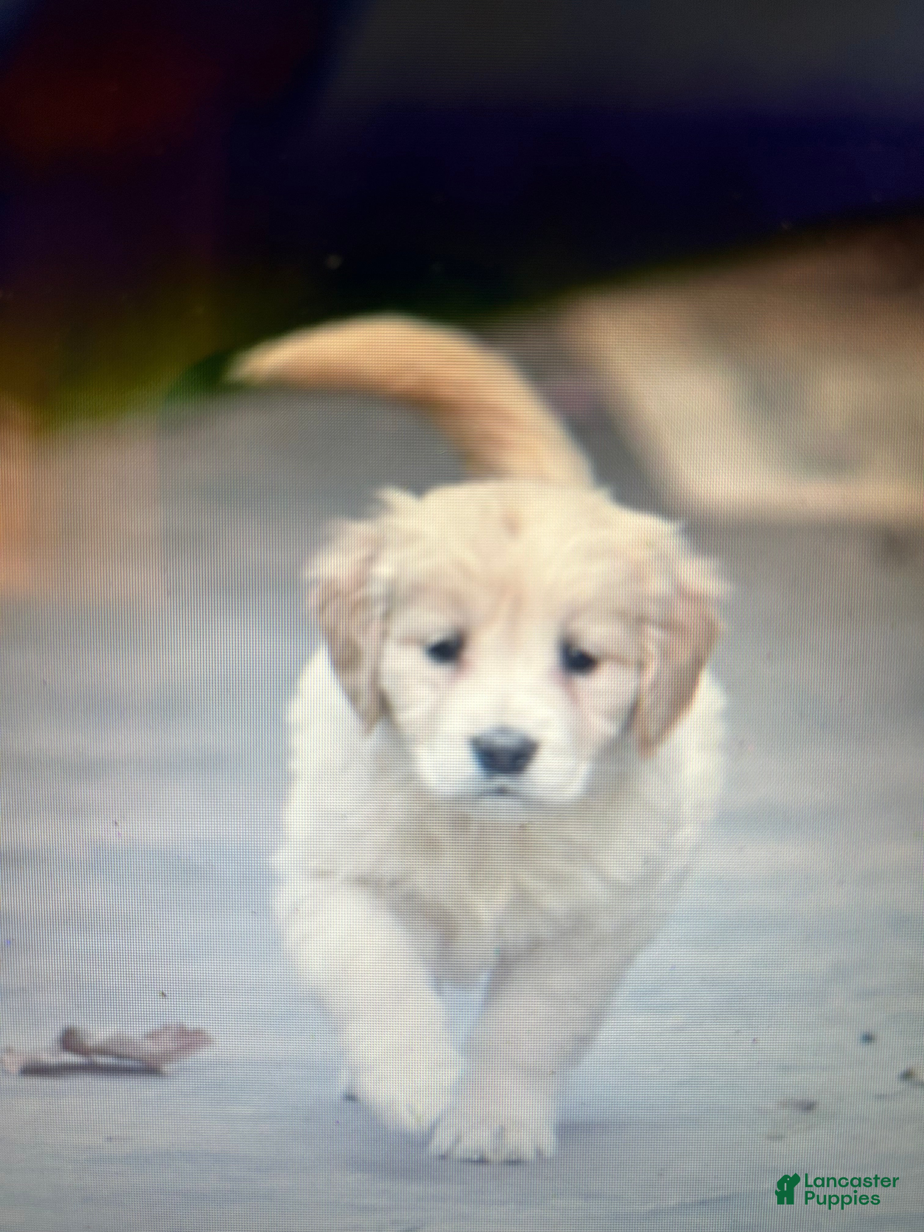Golden Retriever dogs Honey, Golden Retriever 9 - Ad 36