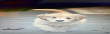 Honey, Golden Retriever 9