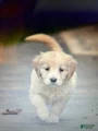 Honey, Golden Retriever 9