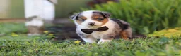 Toy Australian Shepherd dogs for sale: Thomas - Ad 9