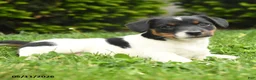 Jack Russell Terrier dogs for sale: Barry - Ad 2