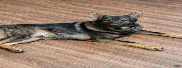 Axle
