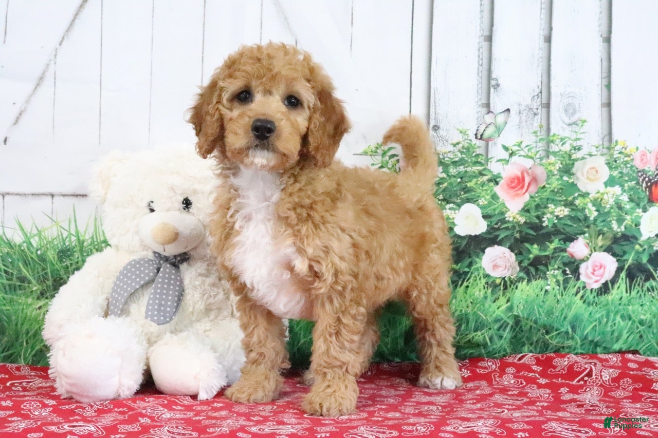 Mini Goldendoodle dogs Adora - Ad 2