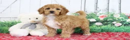 Mini Goldendoodle dogs for sale: Adora - Ad 2