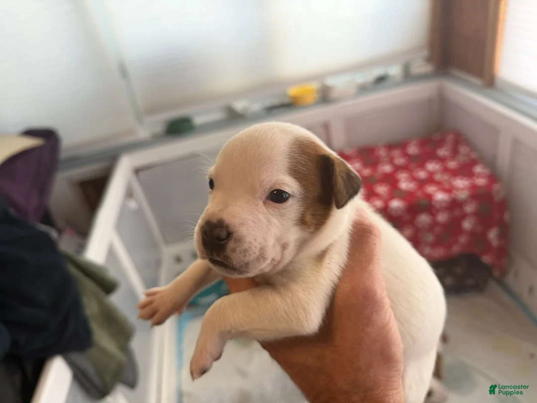 Staffordshire Bull Terrier dogs for sale: Patches - Ad 1
