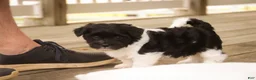 Havanese dogs for sale: Winnie Havanese  - Ad 5