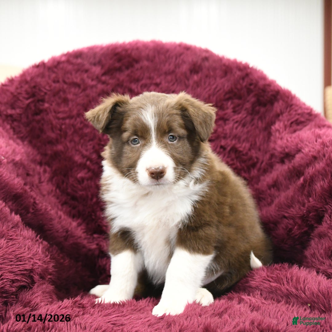 Border Collie dogs for sale: Willow - Ad 2