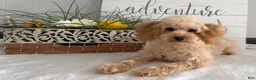Toy Poodle dogs for sale: Amy - Ad 4