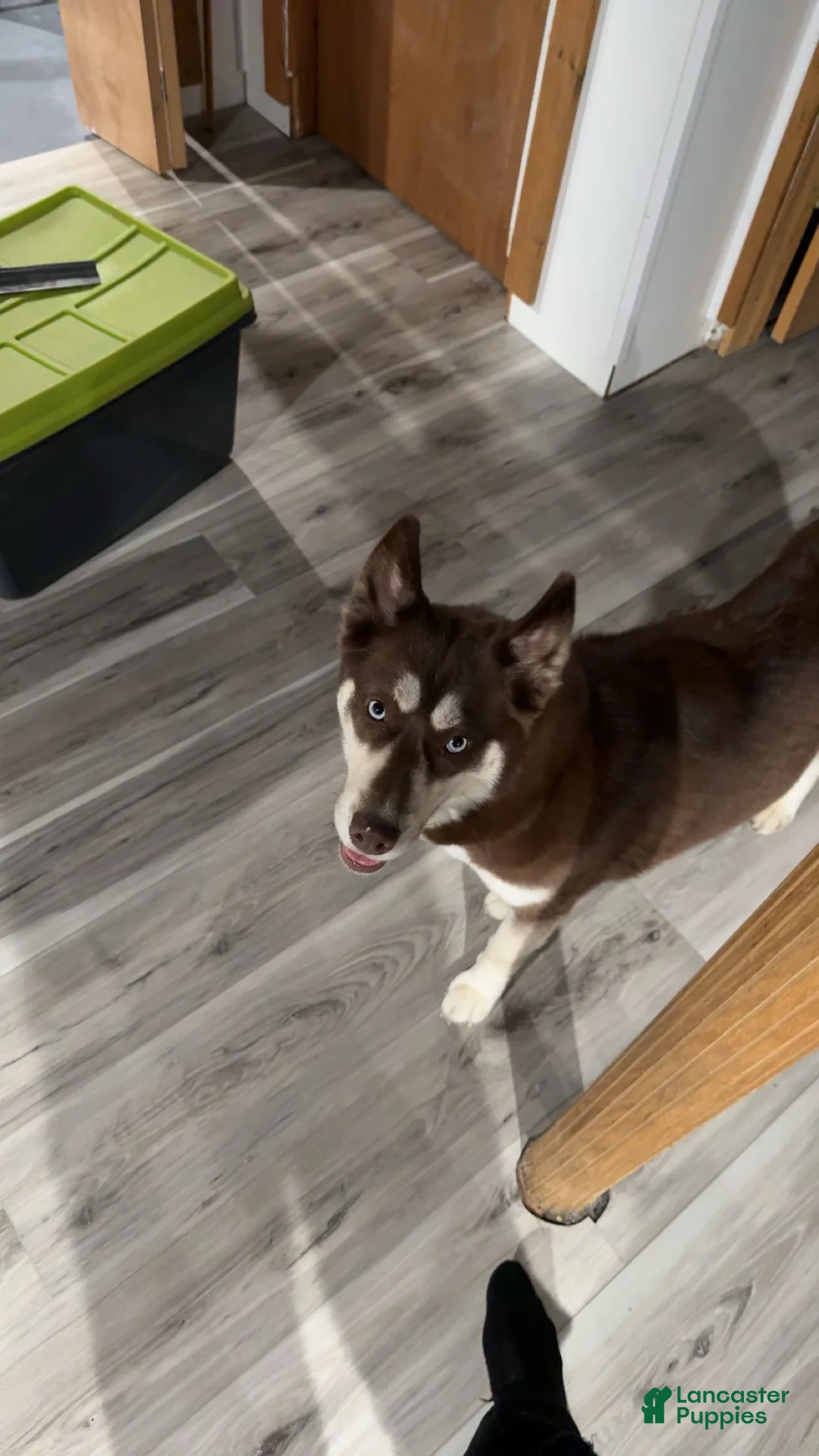 Mixed Breed dogs for sale: Ari - Ad 4