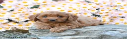 Cavapoo dogs for sale: Tater - Ad 3