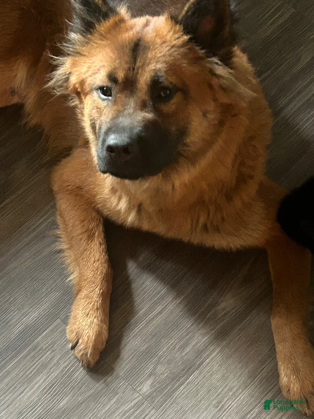 Mixed Breed dogs for sale: Baby Bear - Ad 2