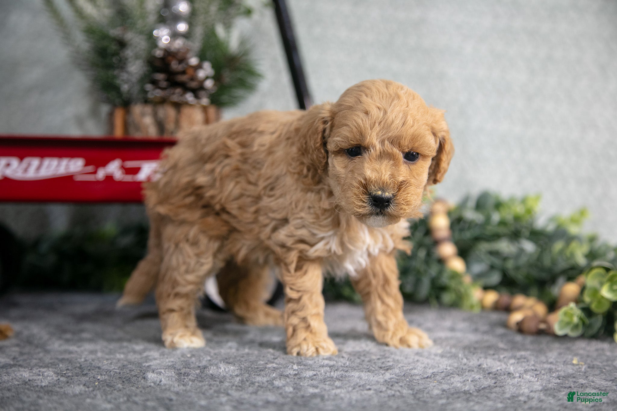 Mini Goldendoodle dogs Vicky - Ad 27