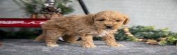 Mini Goldendoodle dogs for sale: Vicky - Ad 1