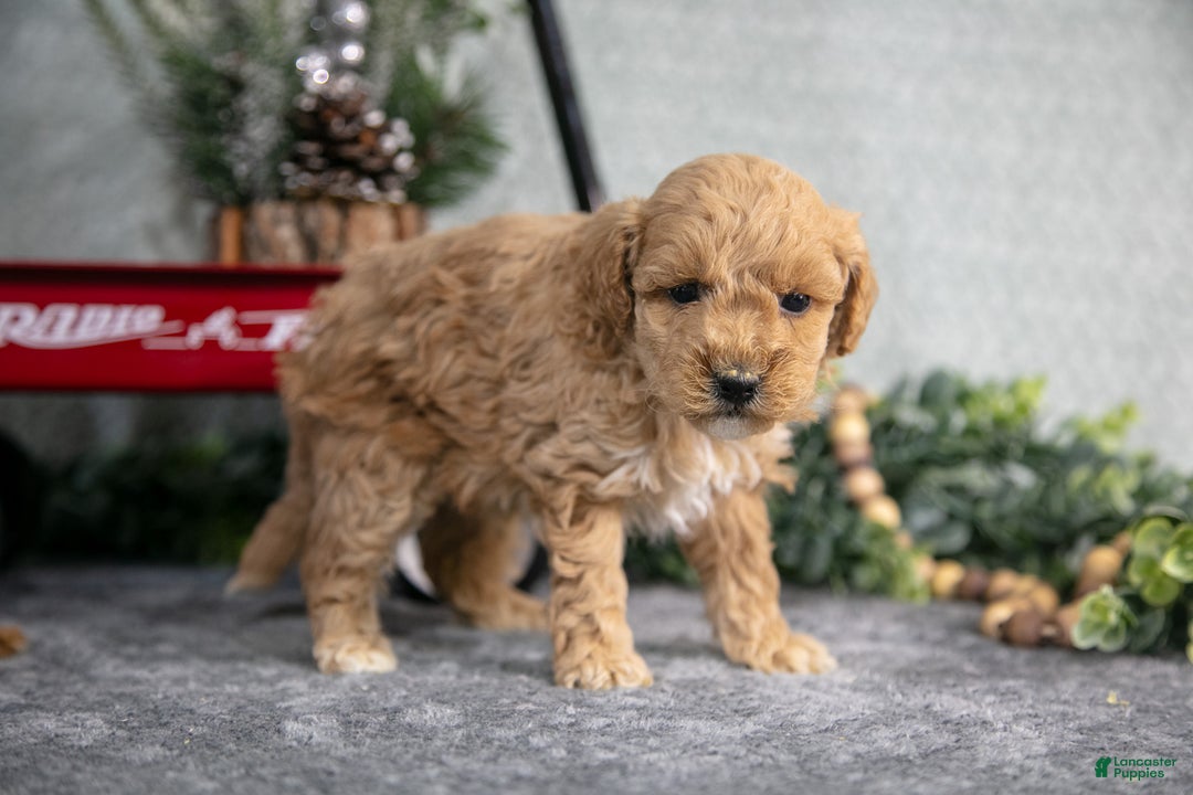 Mini Goldendoodle dogs for sale: Vicky - Ad 1