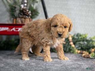 Mini Goldendoodle dogs Vicky - Ad 27