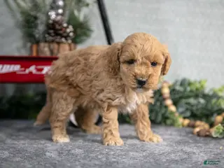 Mini Goldendoodle dogs Vicky - Ad 33