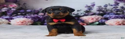 Rottweiler dogs for sale: Rocky - Ad 1