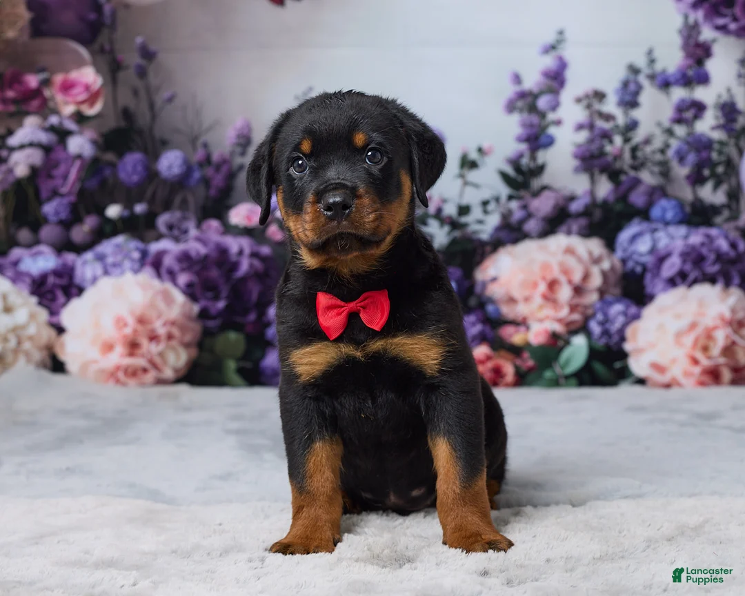Rottweiler dogs for sale: Rocky - Ad 1