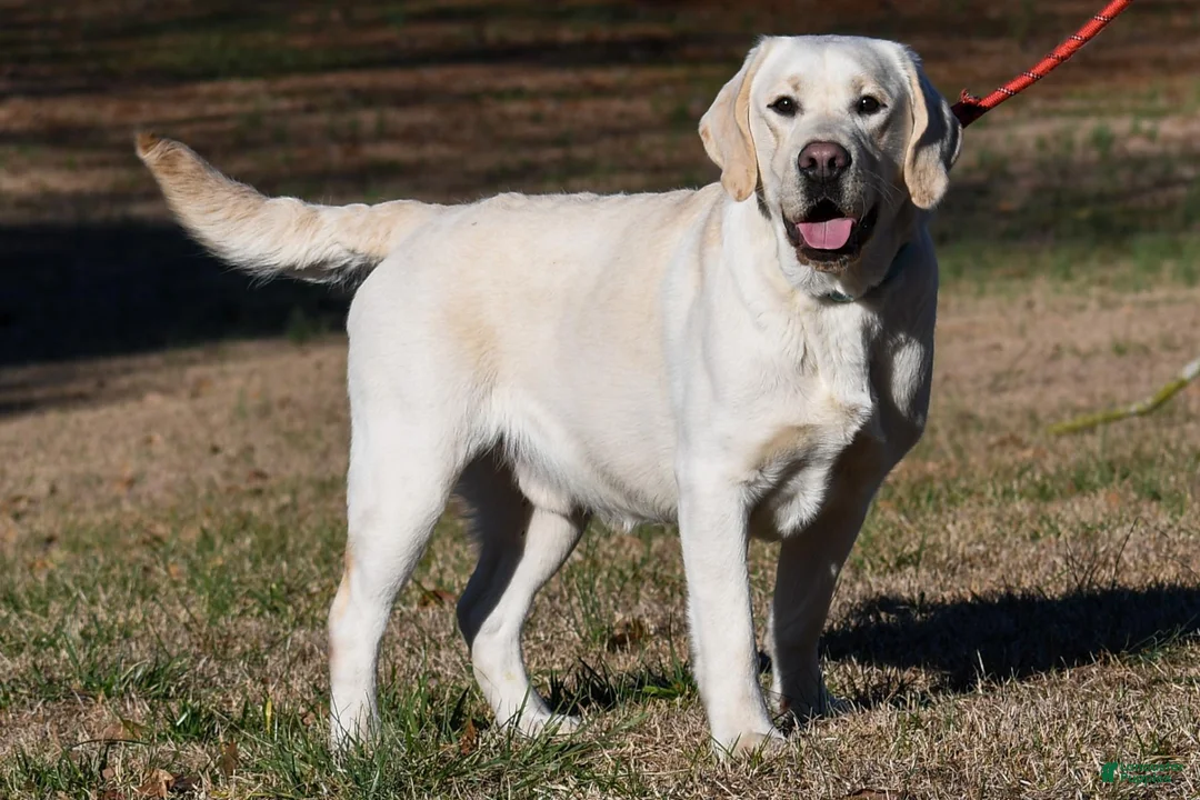 Labrador Retriever dogs for sale: Mateo - Ad 6