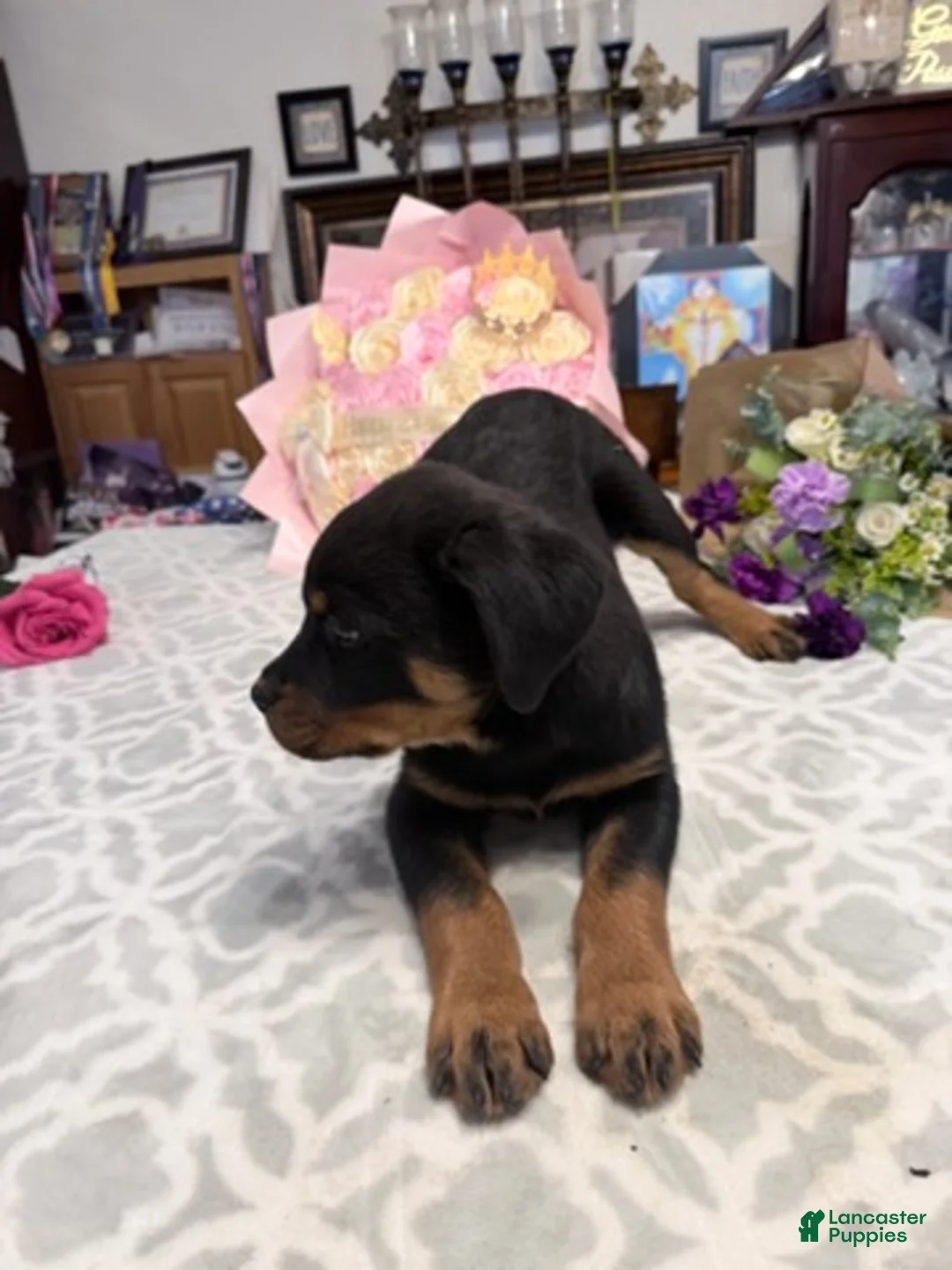 Rottweiler dogs for sale: Rottweiler Girl 2 - Ad 2