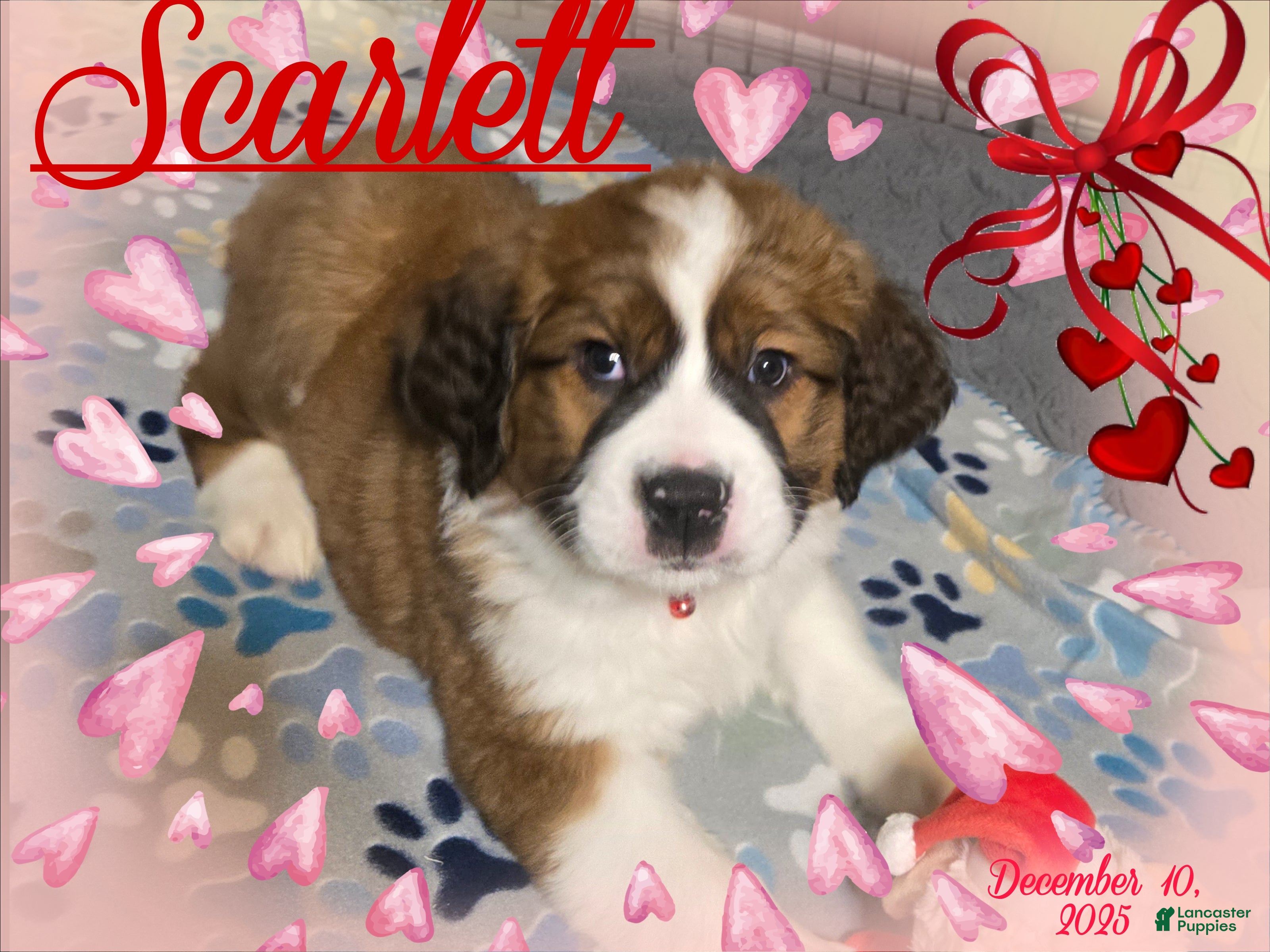 Mixed Breed dogs Scarlet - Ad 25