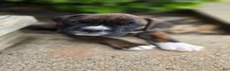 Boxer dogs for sale: Brownie - Ad 6