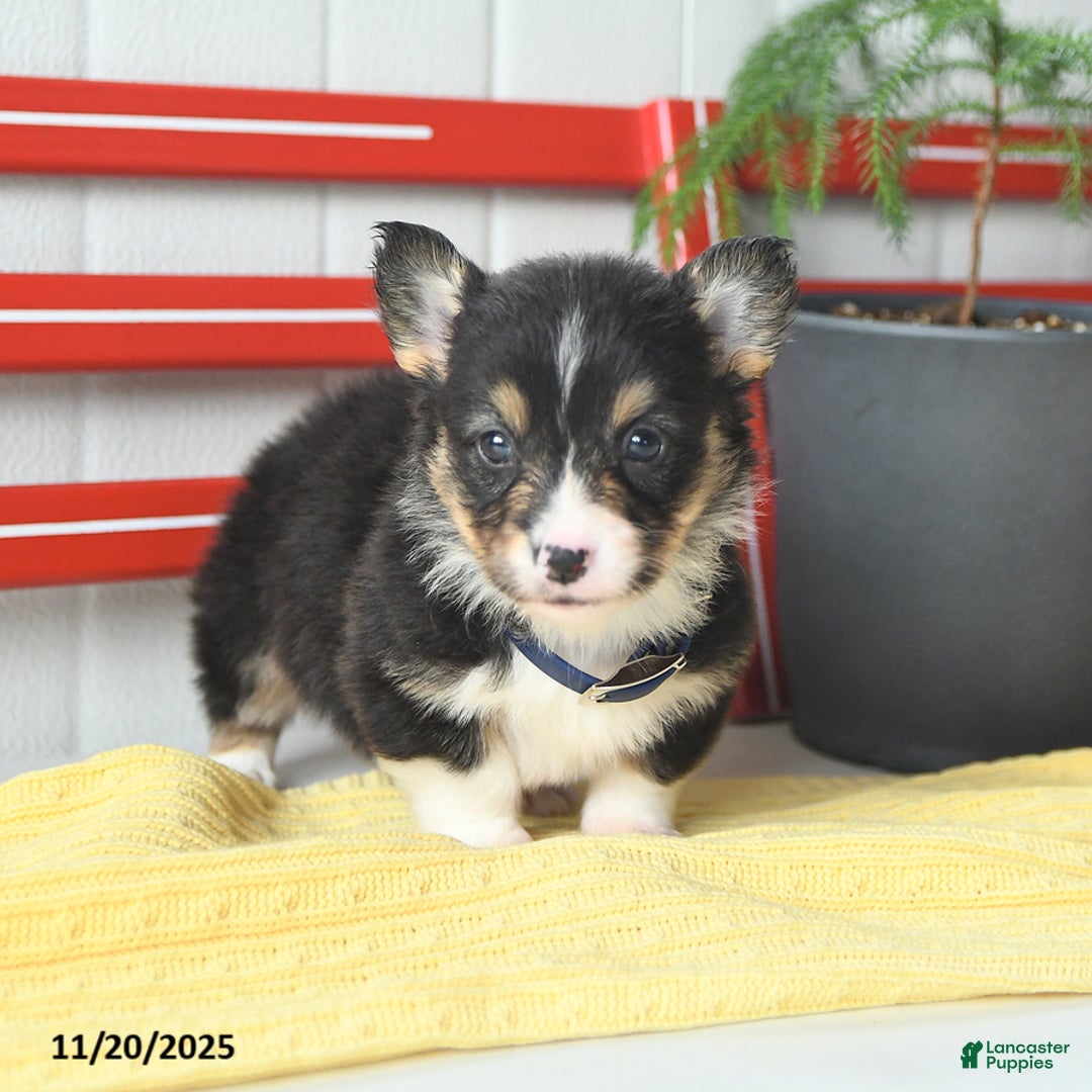 Welsh Corgi Pembroke dogs for sale: Fluffy Chocolate Drop - Ad 6