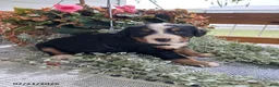 Bernese Mountain Dog dogs for sale: Allie - Ad 6