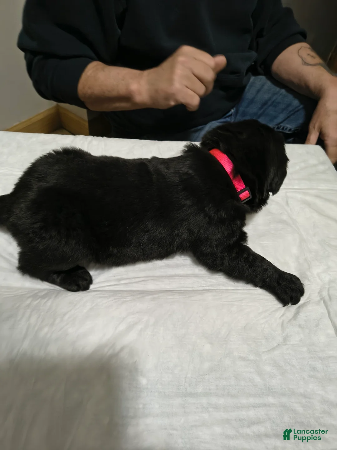 Newfoundland dogs for sale: Pink collar  - Ad 2
